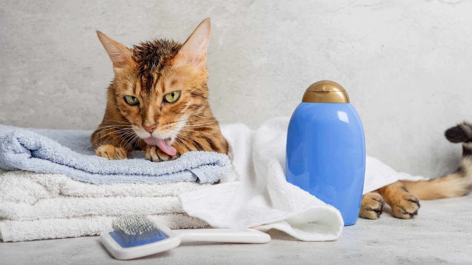 Essential Pet Supplies