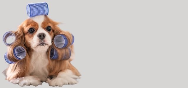 Pet Healthcare and Hygiene