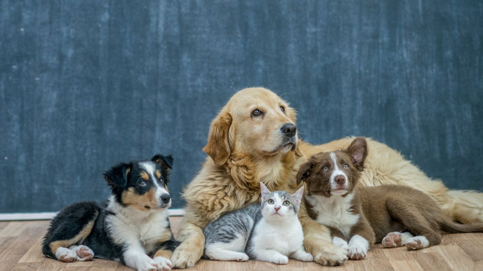 Premium pet supplies
