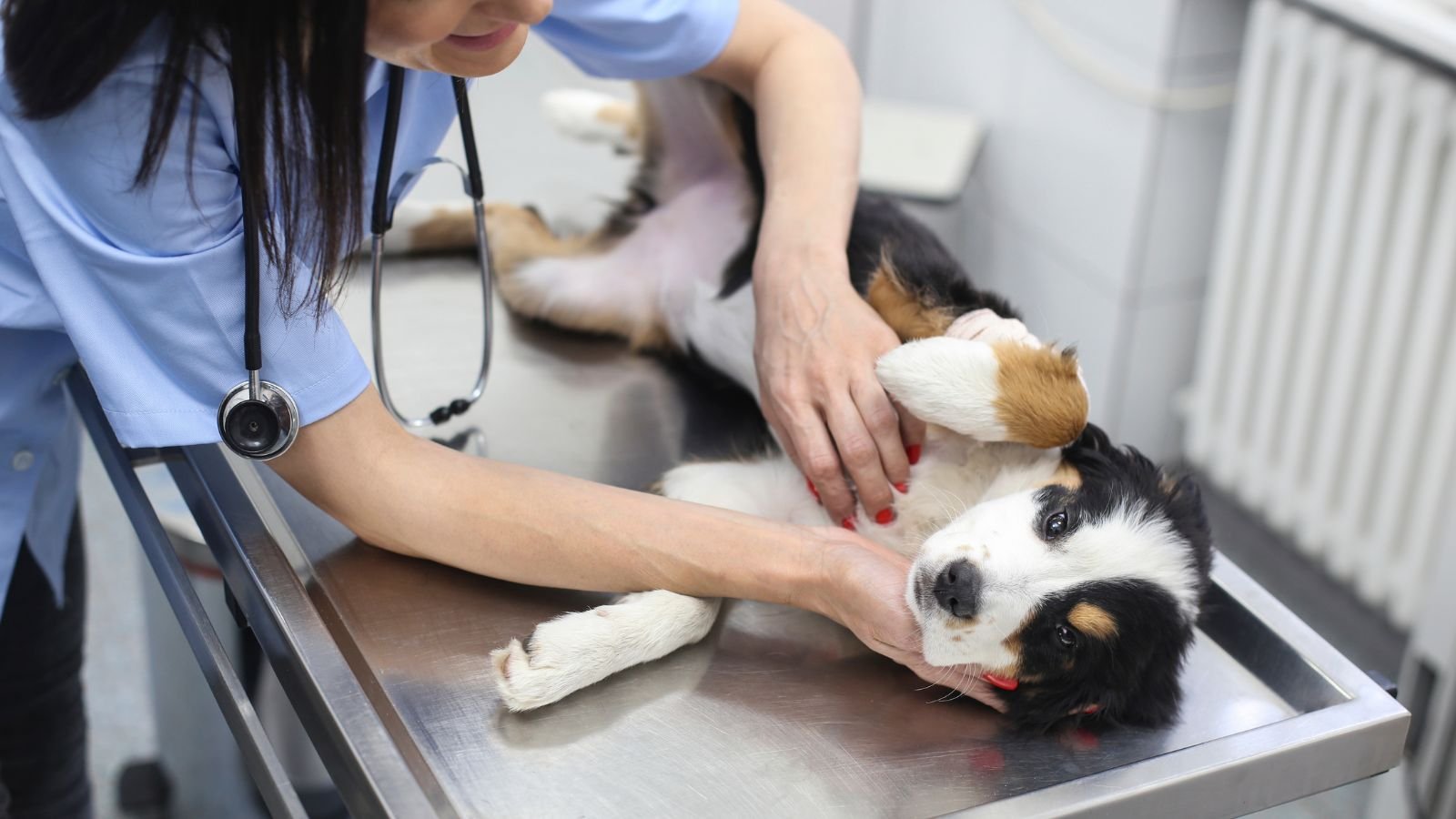Review of Embark Breed